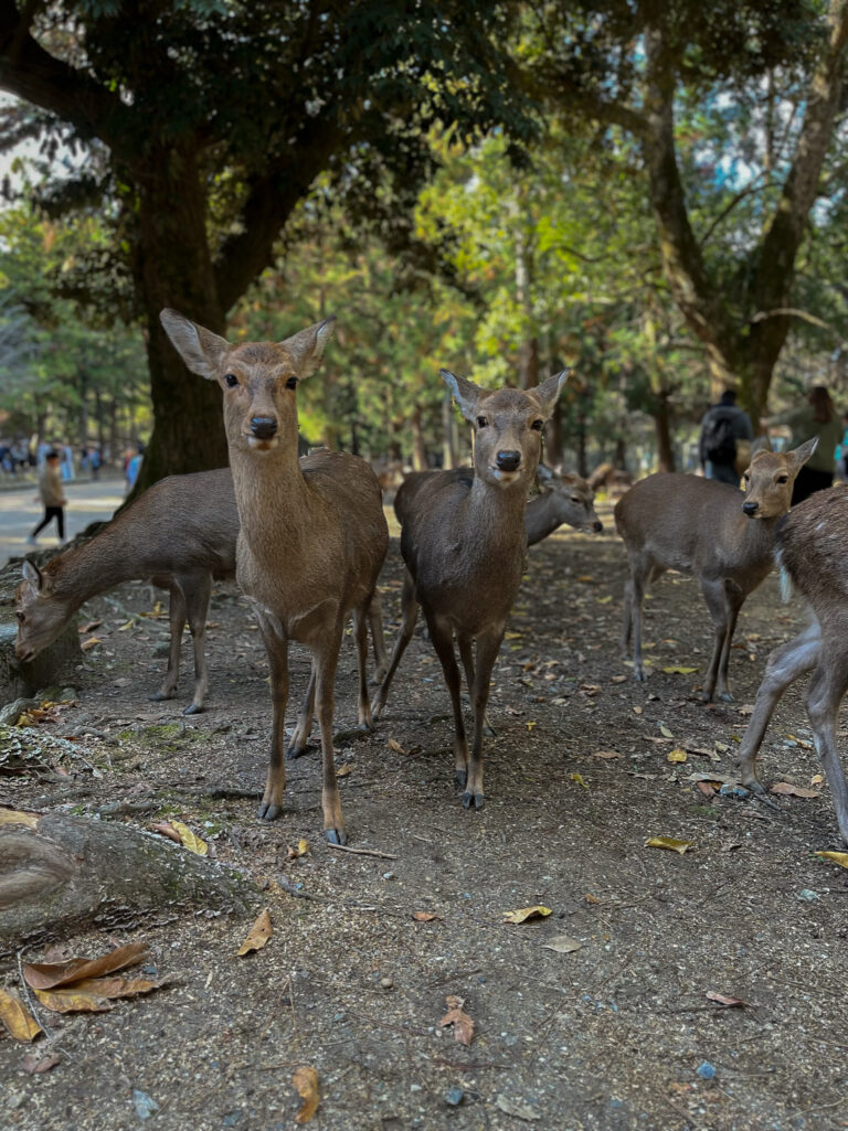 Not an ordinary tour - Nara 4