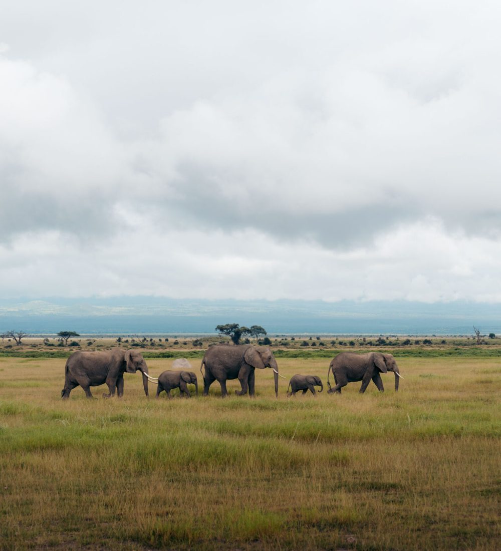KENYA - WEB-217